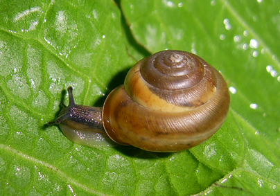 File:Monachoides vicina.jpg