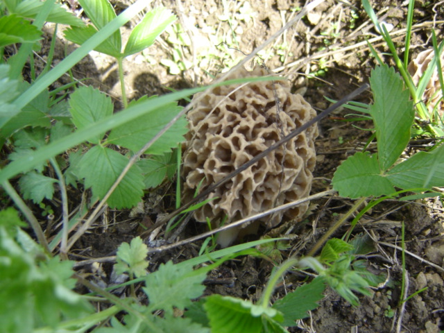 File:Morchella vulgaris (2).jpg