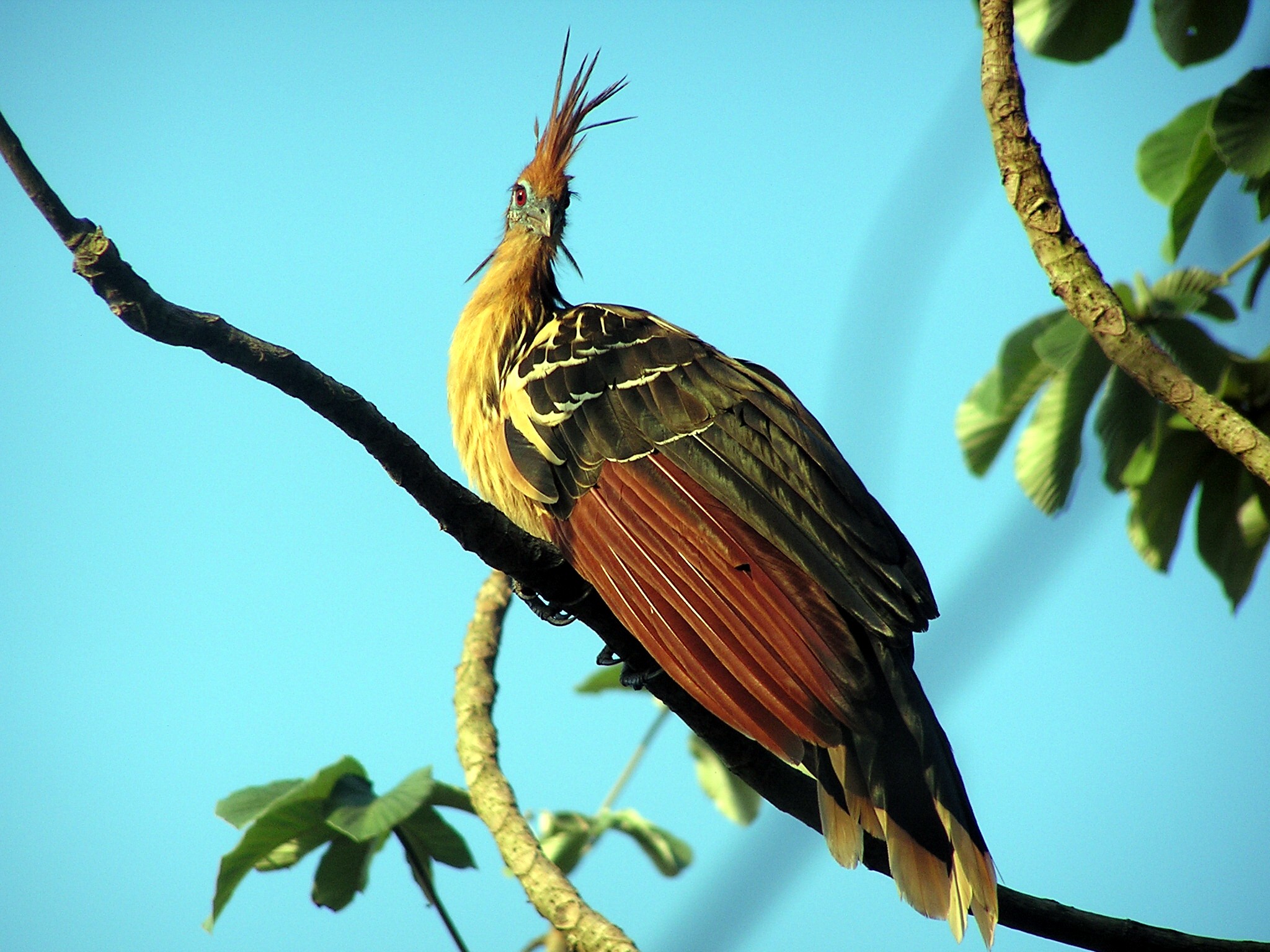 Are you allowed to own a hoatzin bird in the U.S if so how do you get one?