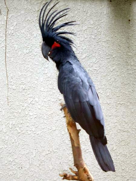 File:Palm Cockatoo.JPG