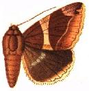 <i>Bastilla dicoela</i> Species of moth
