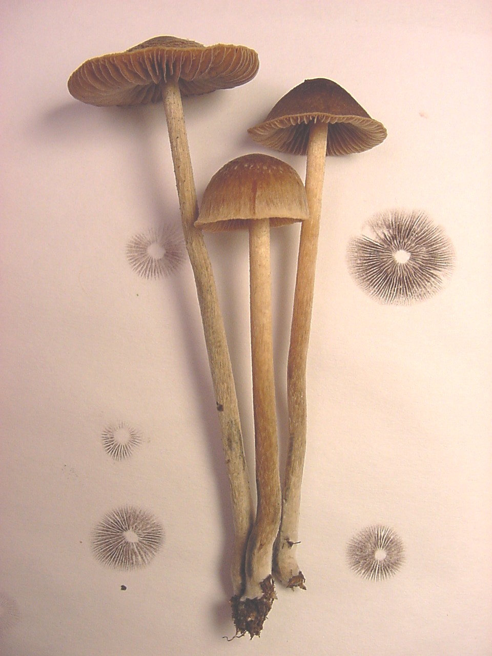 Psilocybe Tampanensis Wikiwand