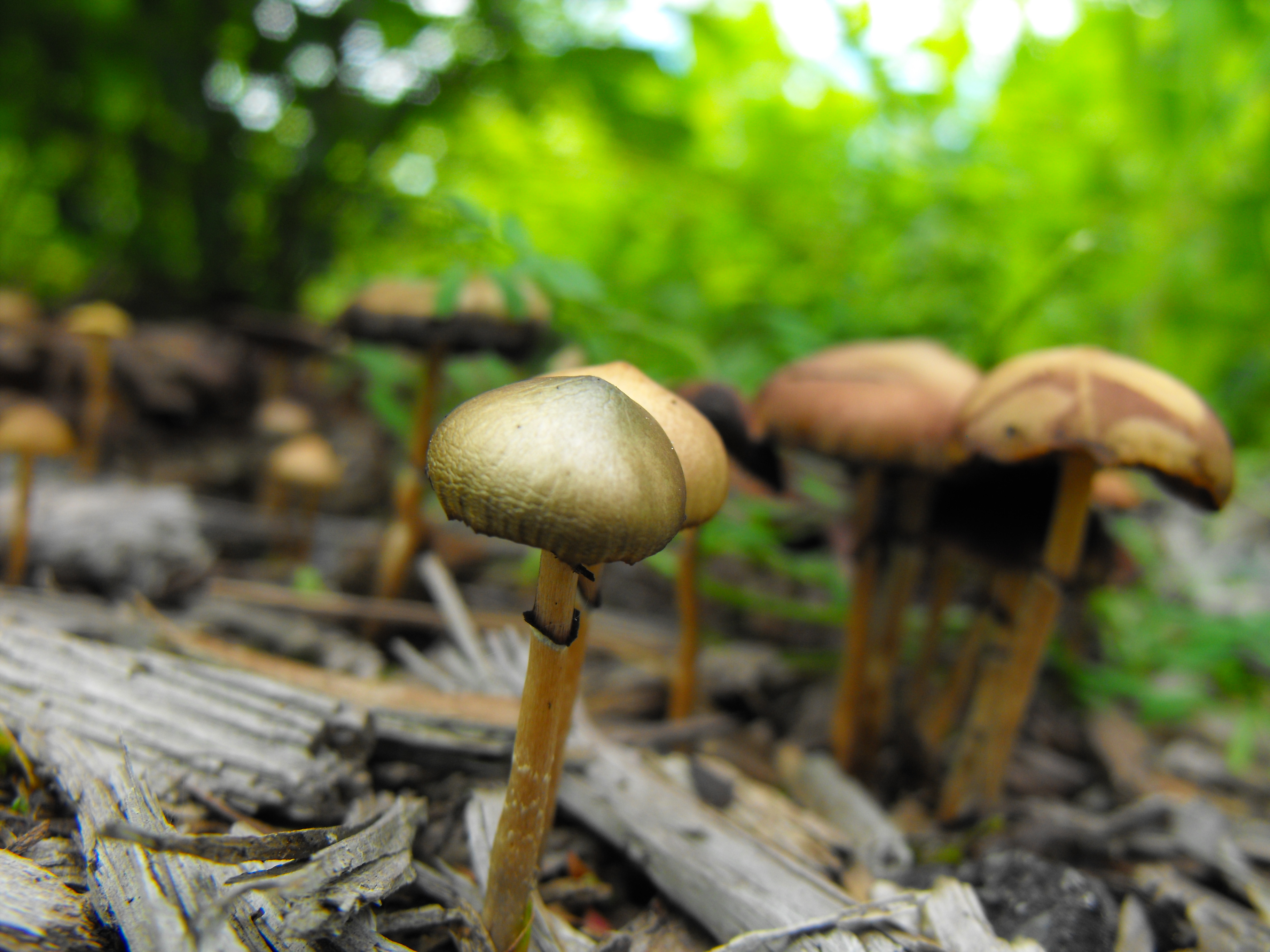 Psilocybe stuntzii 