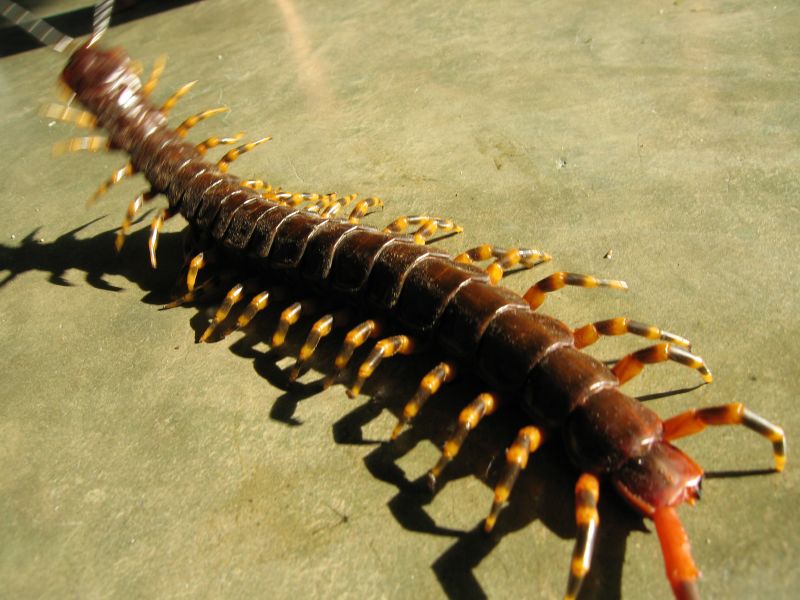 Scolopendra gigantea (1)