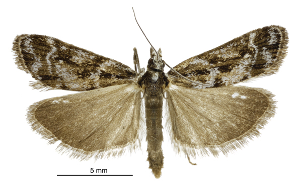 File:Scoparia s.l. gracilis male.jpg