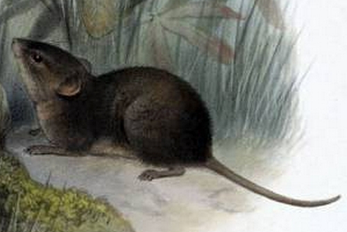 The average litter size of a Alston's brown mouse is 2