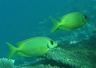 File:Siganus corallinus Maldives.jpg