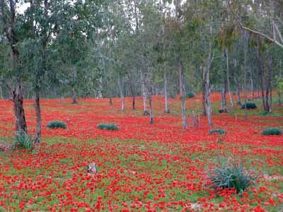 How to get to שוקדה with public transit - About the place