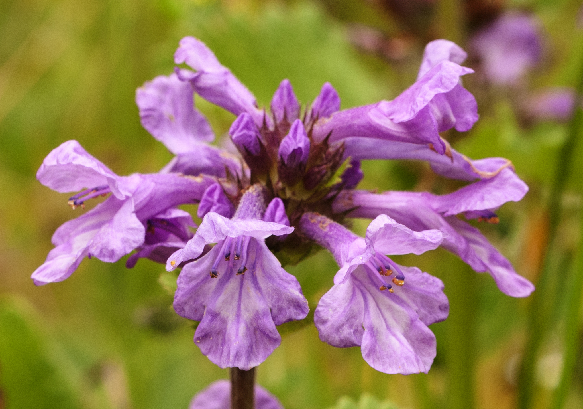 Stachys macrantha