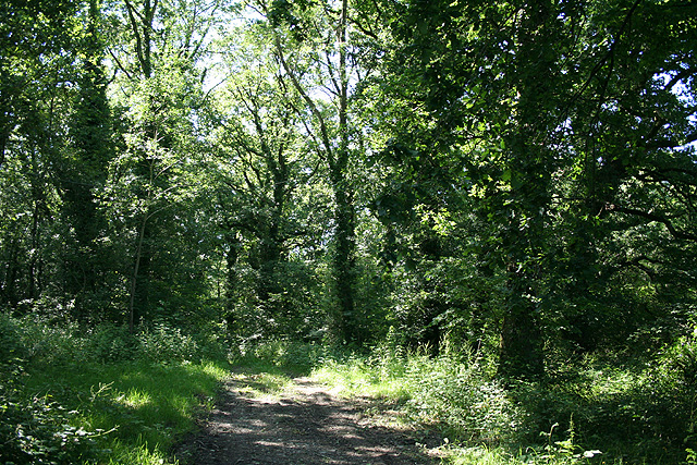 File:Tawstock, wood near Higher Rolleston - geograph.org.uk - 488165.jpg