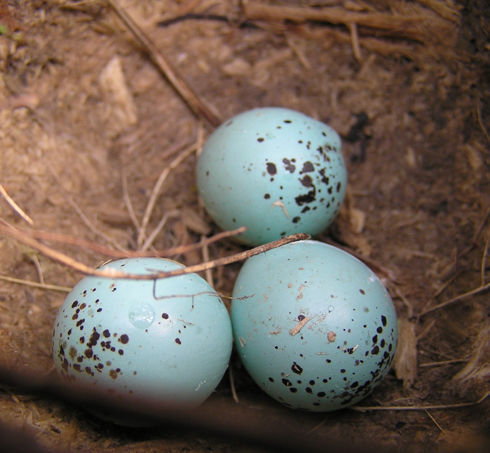 Какого цвета яйца птиц. Певчий Дрозд голубые яйца. Яйца певчего дрозда. Перепелки с голубыми яйцами. Голубые яйца в крапинку.