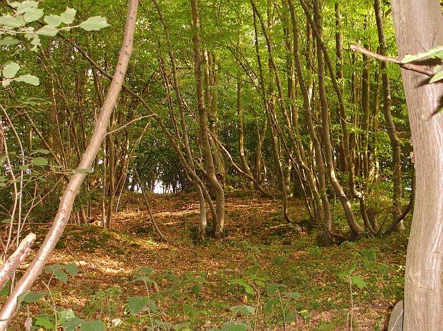 File:Woodland on Kettle Hill - geograph.org.uk - 241480.jpg