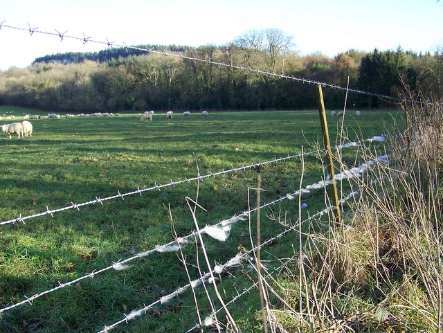 File:Wool on the wire near Wardour - geograph.org.uk - 1700479.jpg