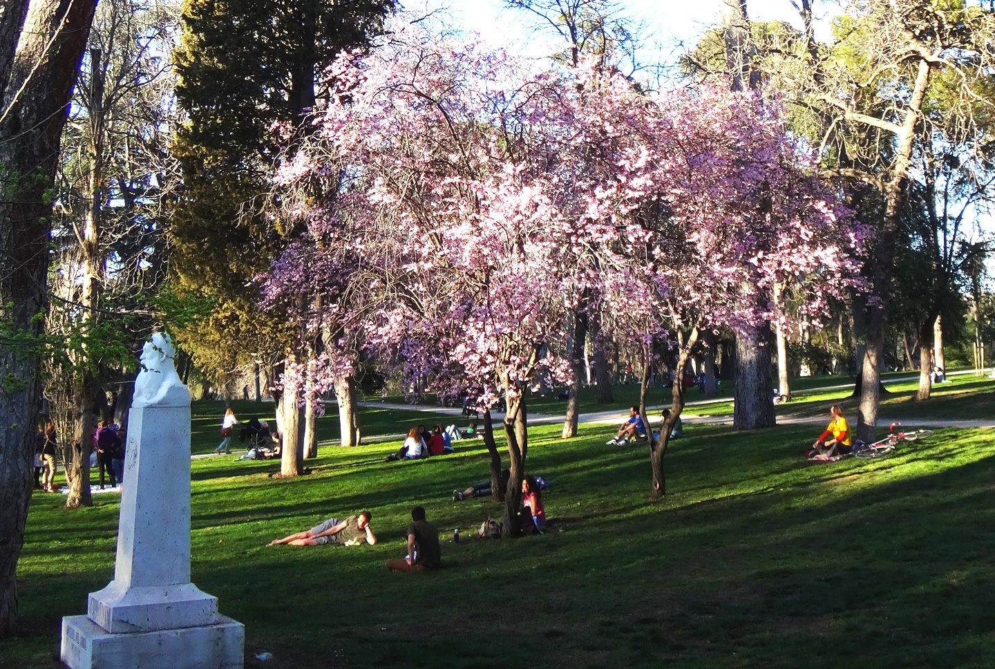 File:Árboles floreciendo en el parque del Retiro.jpg - Wikimedia Commons