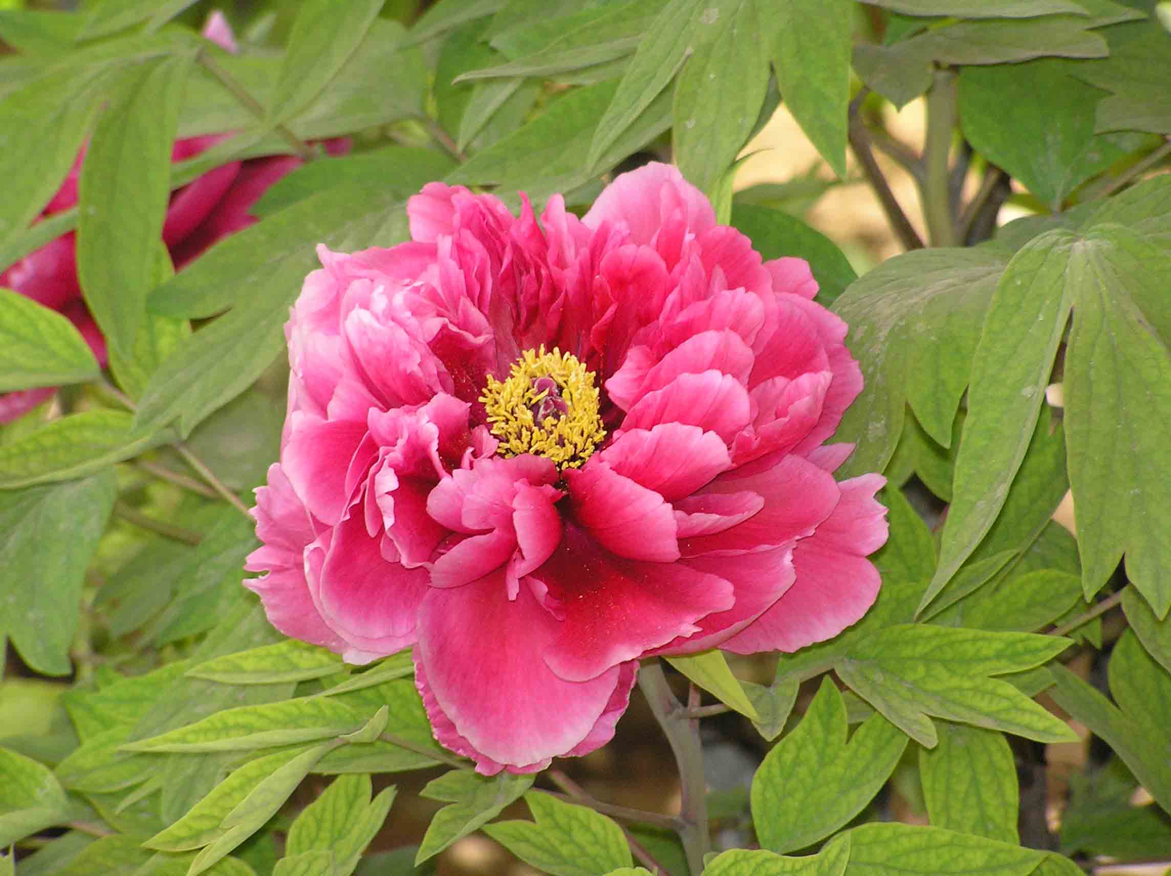 File:日本牡丹-日向 Paeonia suffruticosa Hyuuga -洛陽王城公園 Luoyang, China-  (12496569384).jpg - Wikimedia Commons