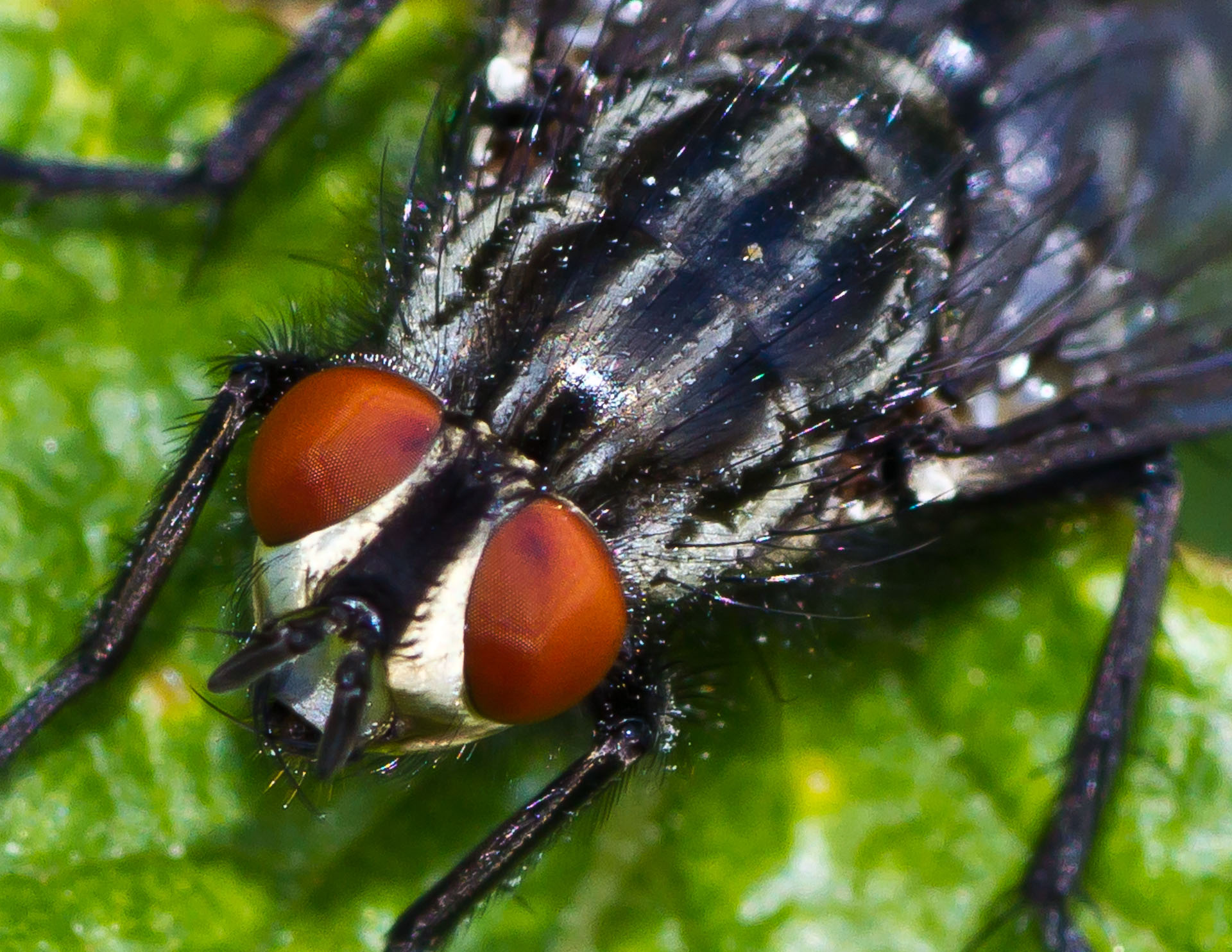 File:A flesh flys red eyes.jpg - Wikimedia Commons