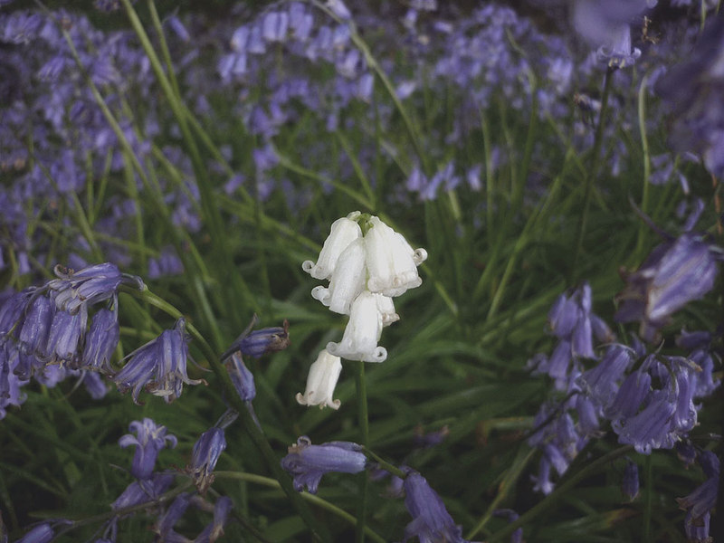 File:A white bluebell by Gardener's Lane, Claughton - geograph.org.uk - 3974503.jpg