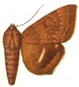 <i>Achaea albicilia</i> species of insect