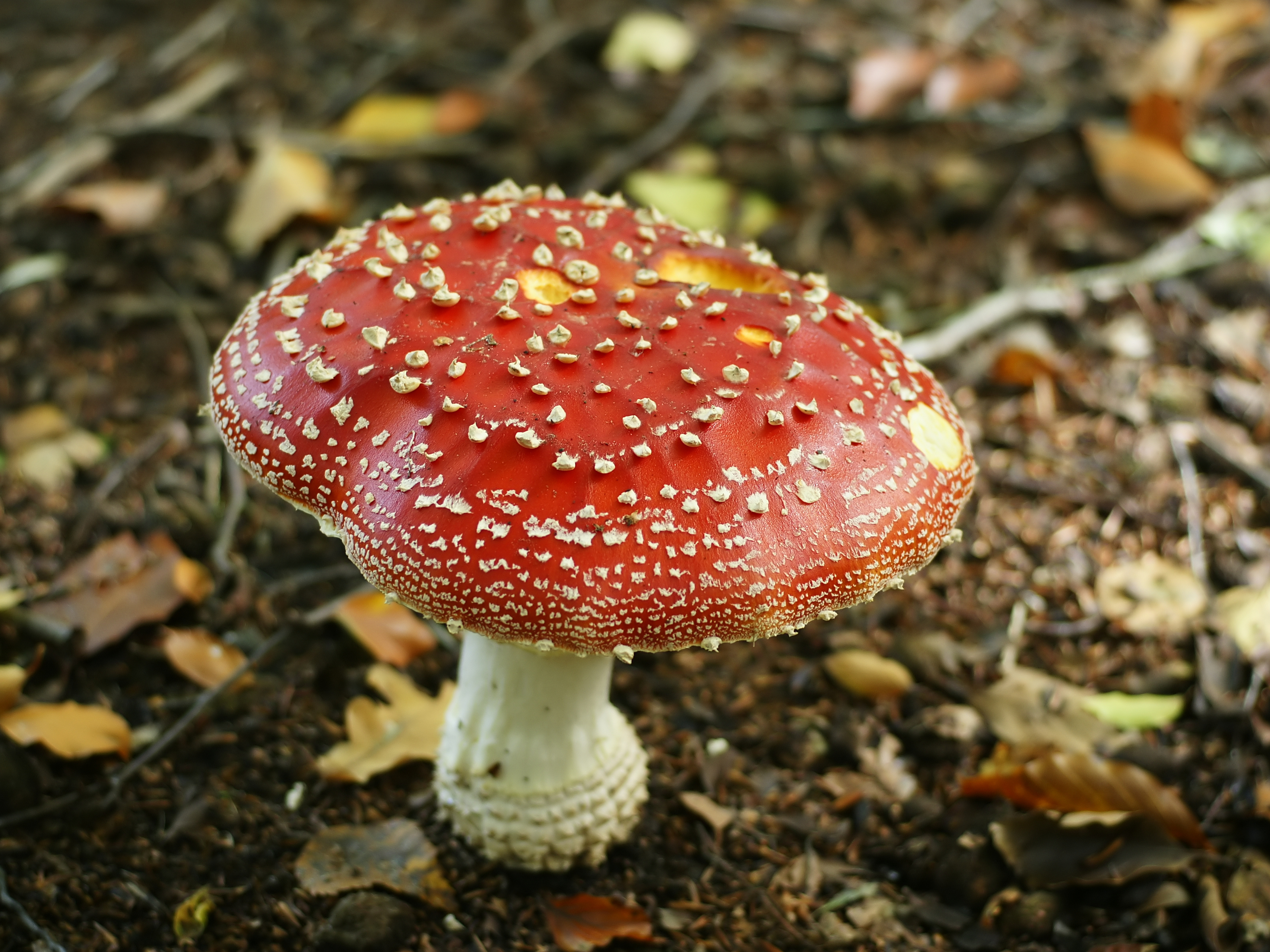 file-amanita-muscaria-fruiting-body-jpg