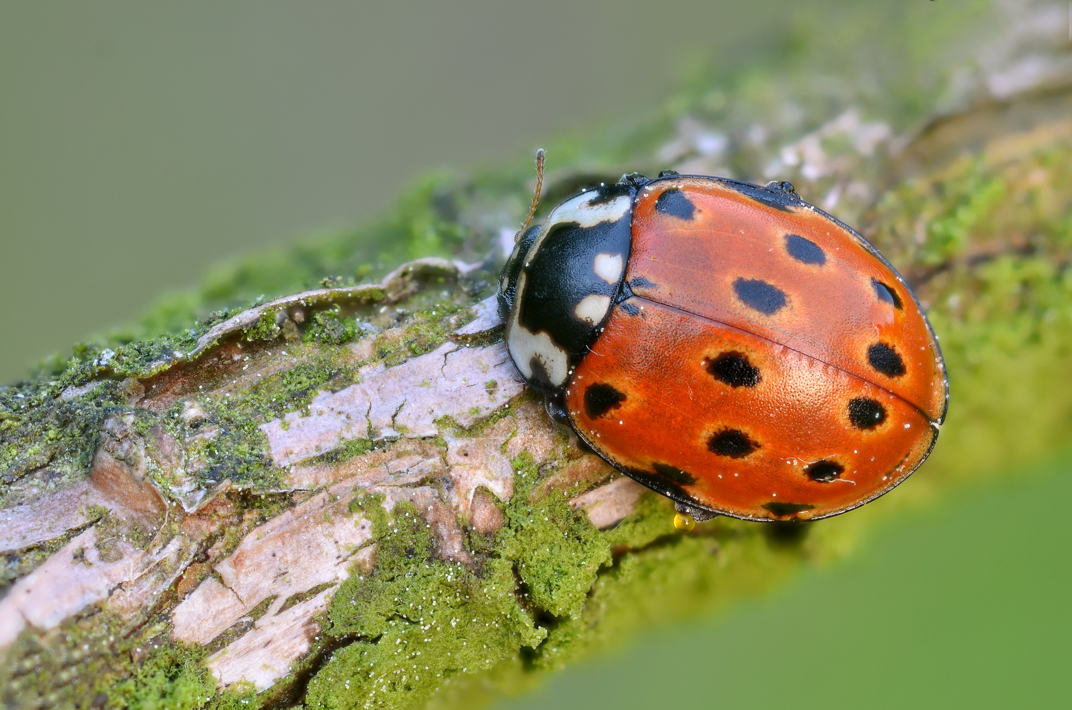 Божья коровка имеет. Глазчатая Божья коровка. Коровка глазчатая anatis ocellata. Люцерновая Божья коровка. Божьи коровки (Coccinellidae).