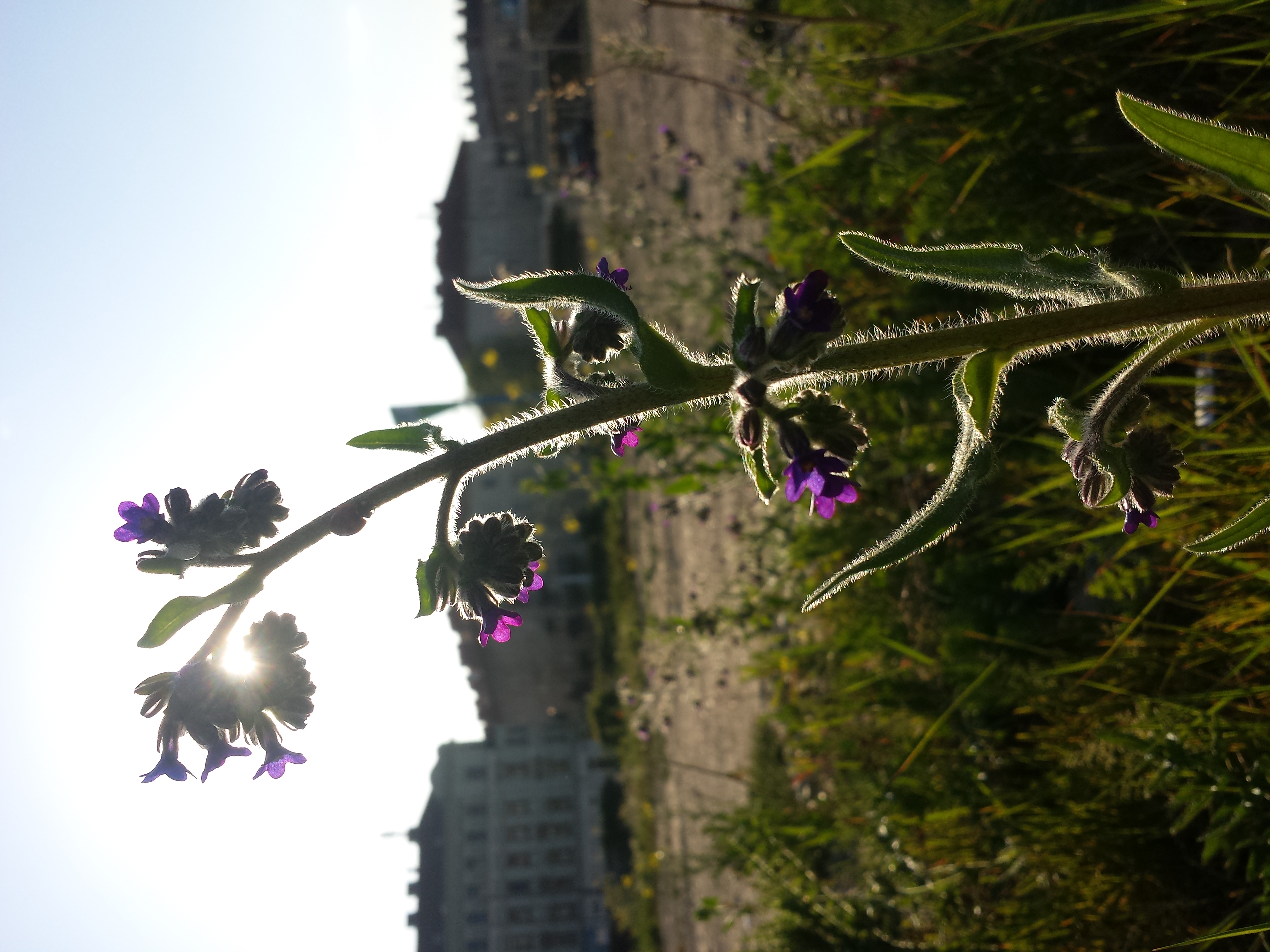 Anchusa cespitosa