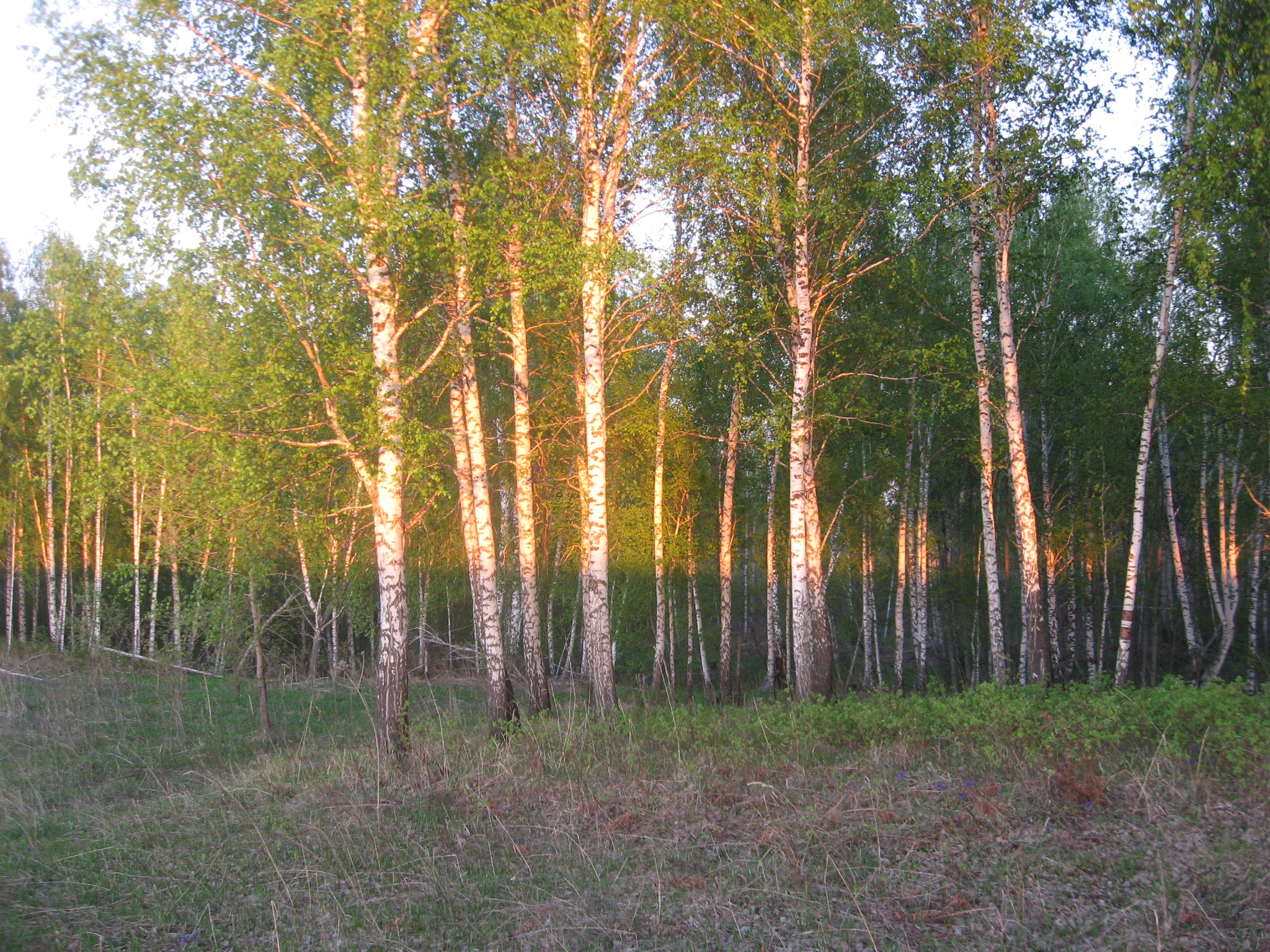 Погода томская область село. Половинка Томская область. Усть-юл Томская область. Медведково Томская область. Рассвет Томская область.