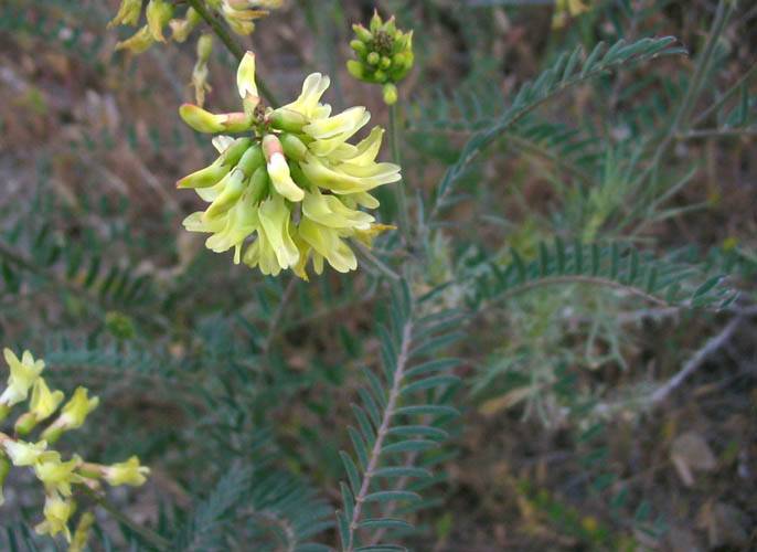 File:Astragalustrichopodus.jpg