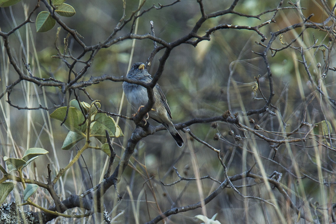 File:Band-tailed Sierra Finch.jpg