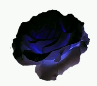 File:Black rose.jpg