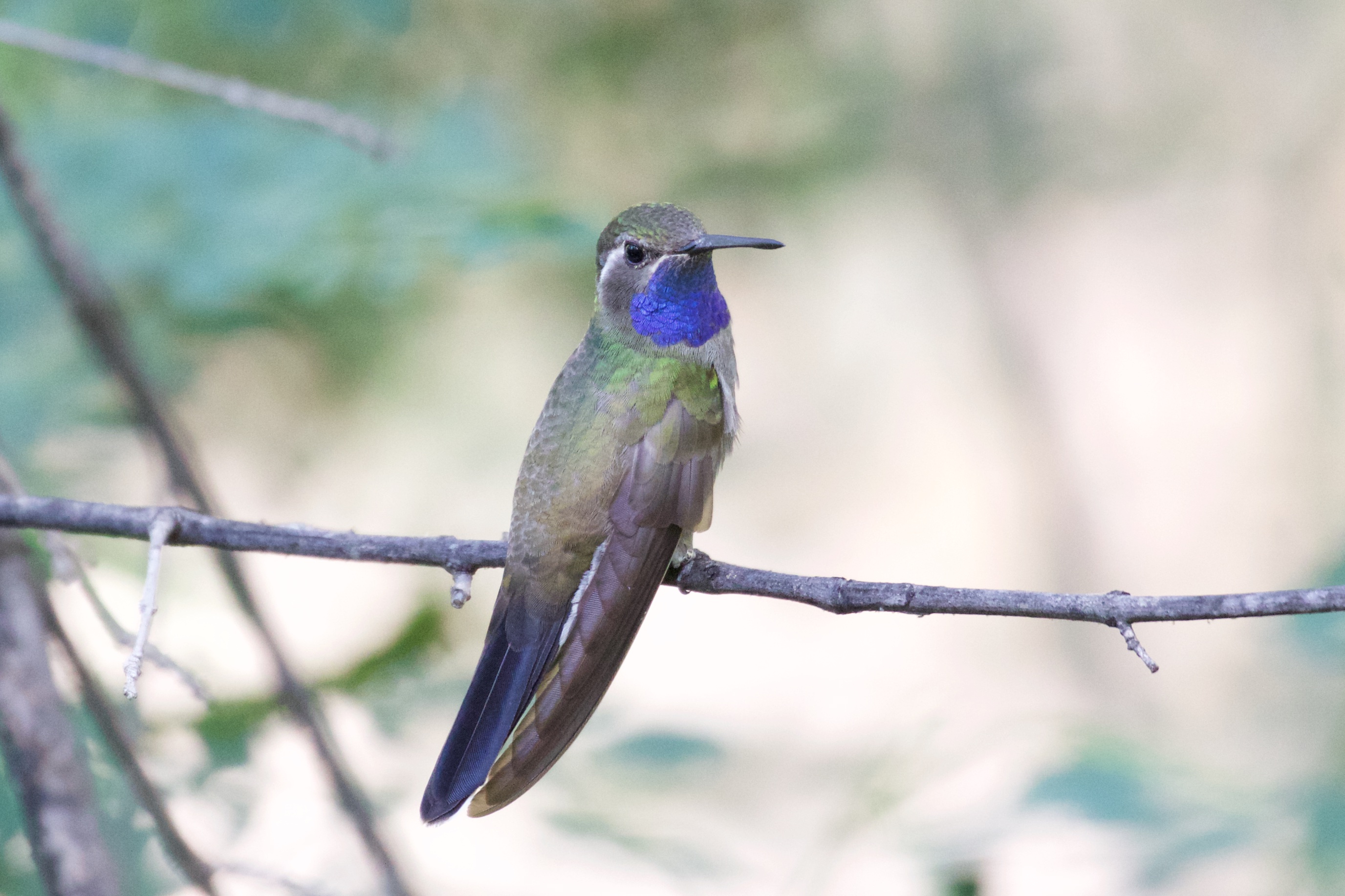 Colibri à gorge bleue - Lampornis clemenciae