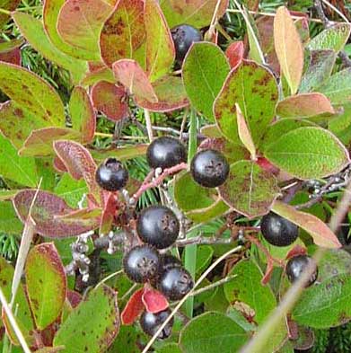 Bog huckleberries