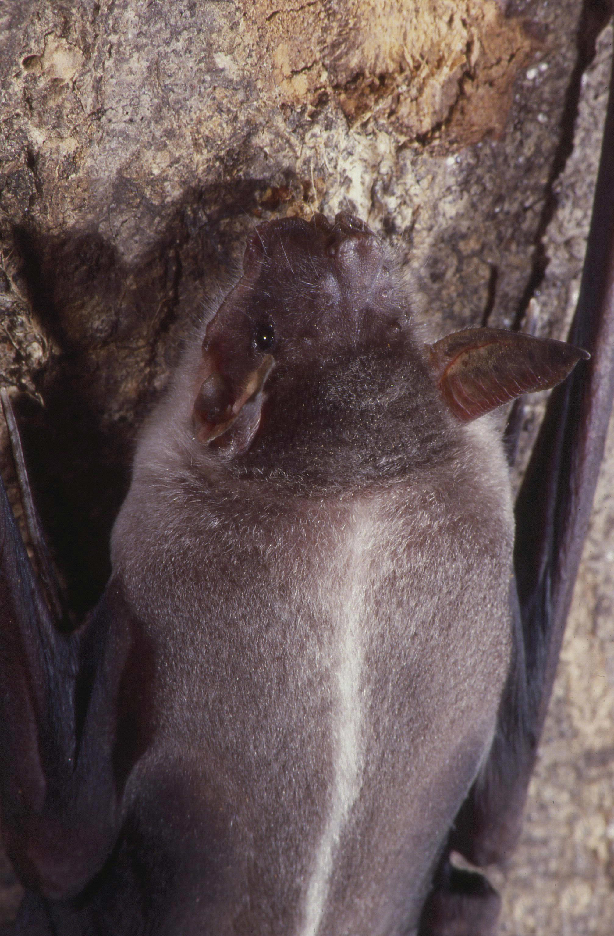 bulldog bat - Wikipedia