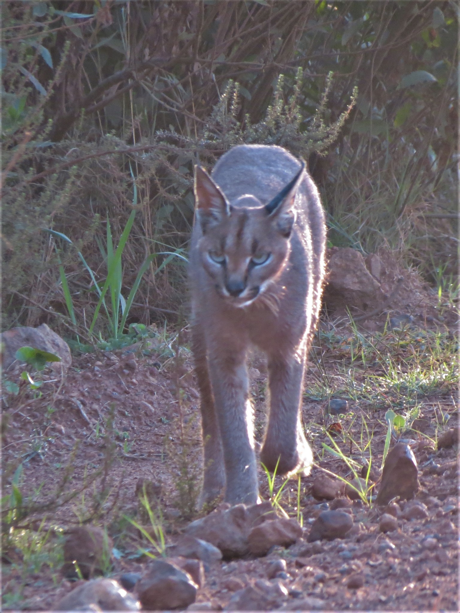 Caracal - Wikipedia