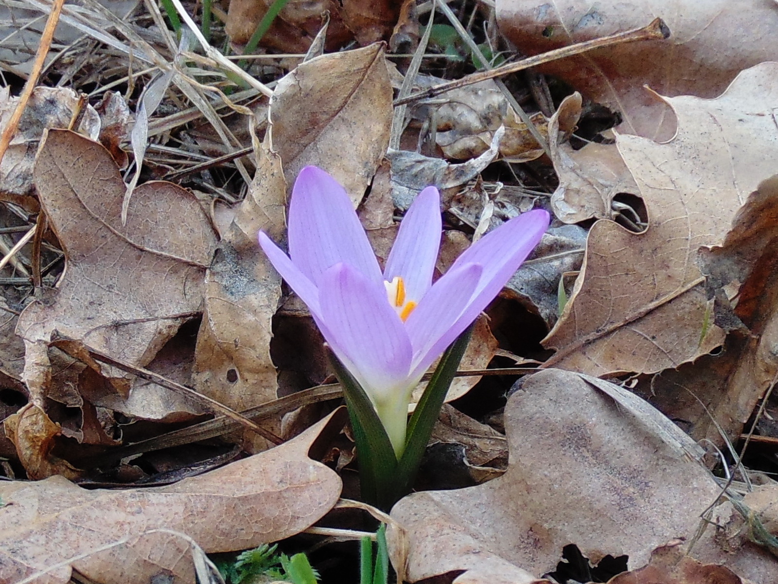 Colchicum Hungaricum