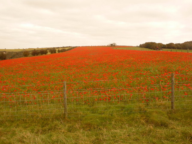 Compton Abbas, poppy field on Clubmen's Down - geograph.org.uk - 1541508