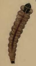 Larva Cosmopterix lienigiella larva.JPG