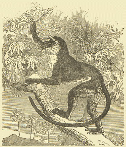 File:DianaMonkey Darwin.jpg