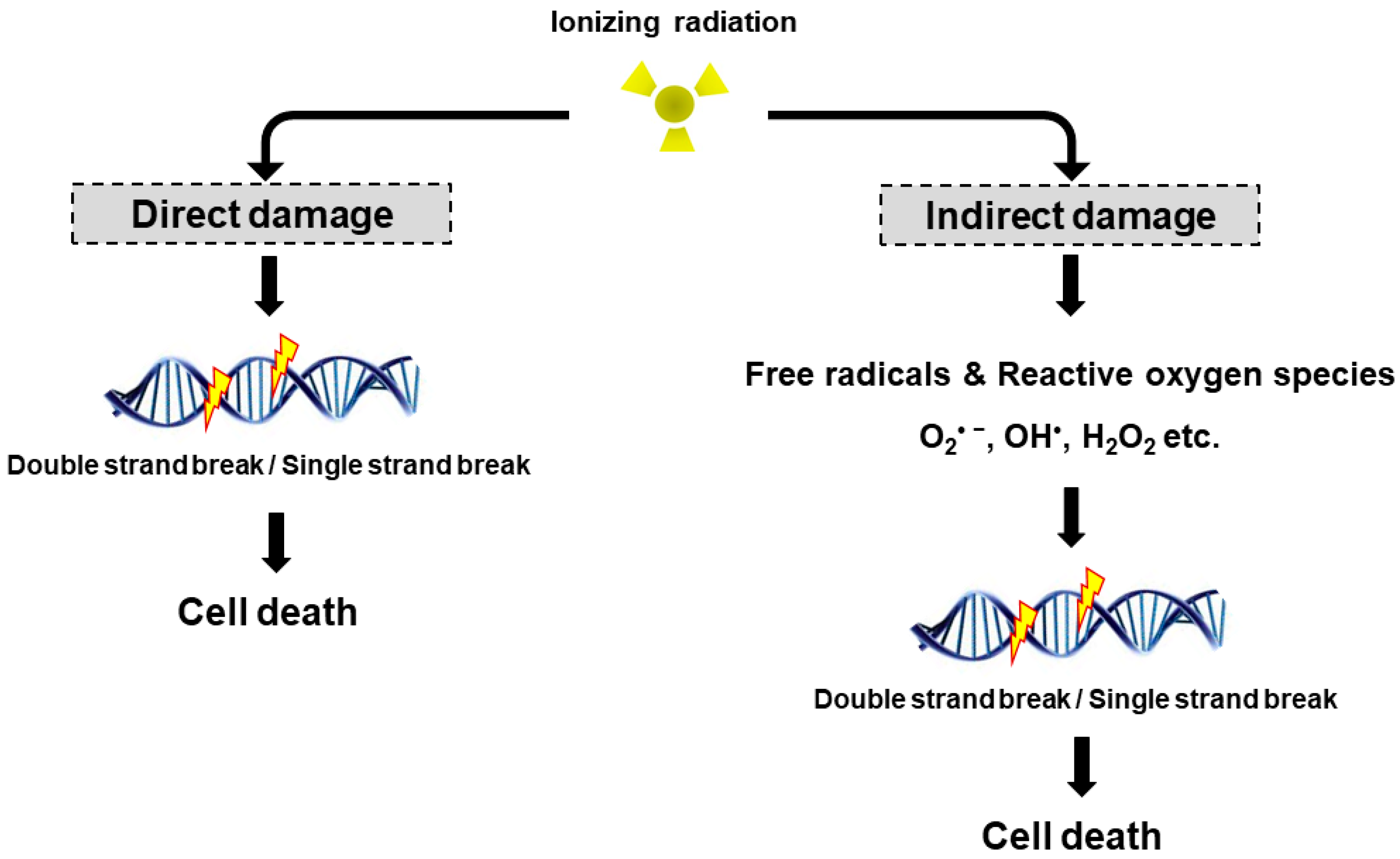 File:Direct and indirect DNA damage by ionizing radiation.png - Wikimedia Commons