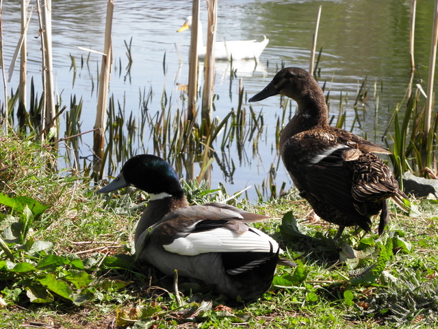 File:Ducks at Peter's Lake, Monaghan - geograph.org.uk - 3934635.jpg