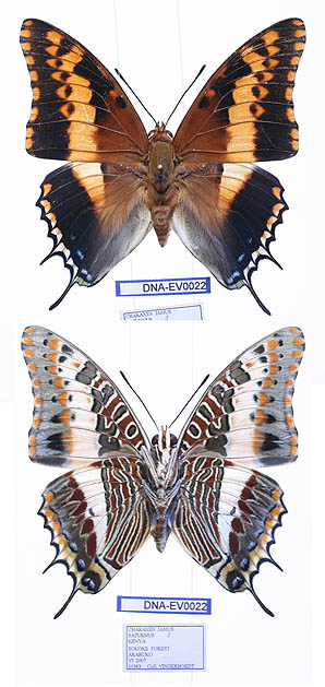 <i>Charaxes saturnus</i> Species of butterfly