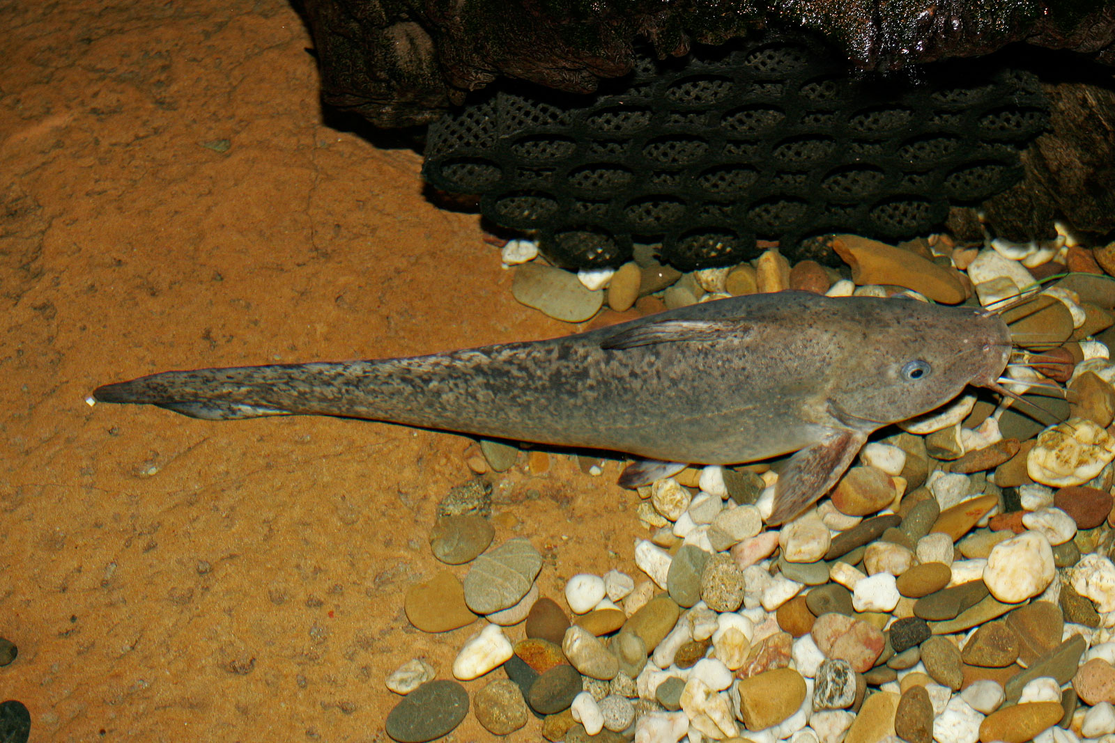 Eel-tailed catfish - Wikipedia