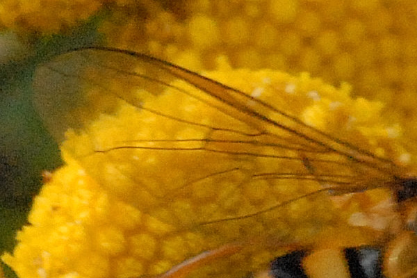 File:Eupeodes.latifasciatus.wing.detail.jpg