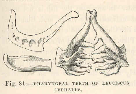 File:FMIB 48049 Pharyngeal Teeth of Leuciscus cephalus.jpeg