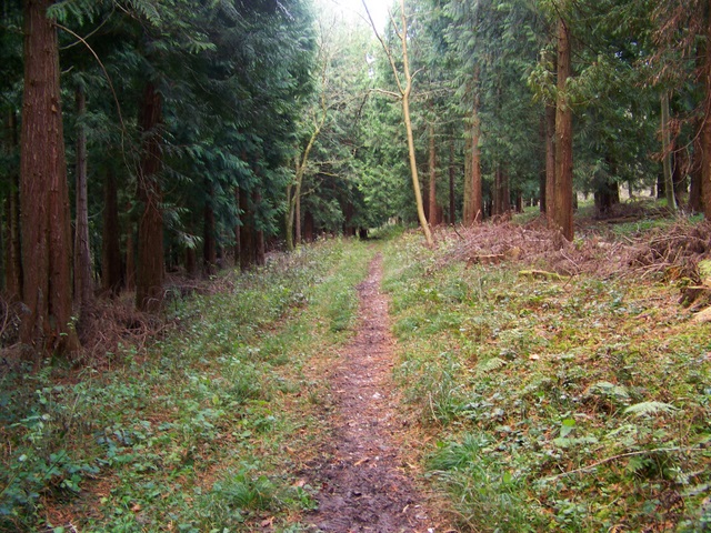 Footpath in Doles Wood - geograph.org.uk - 1069815