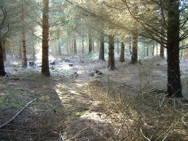 File:Fort site amid forest - geograph.org.uk - 1142494.jpg