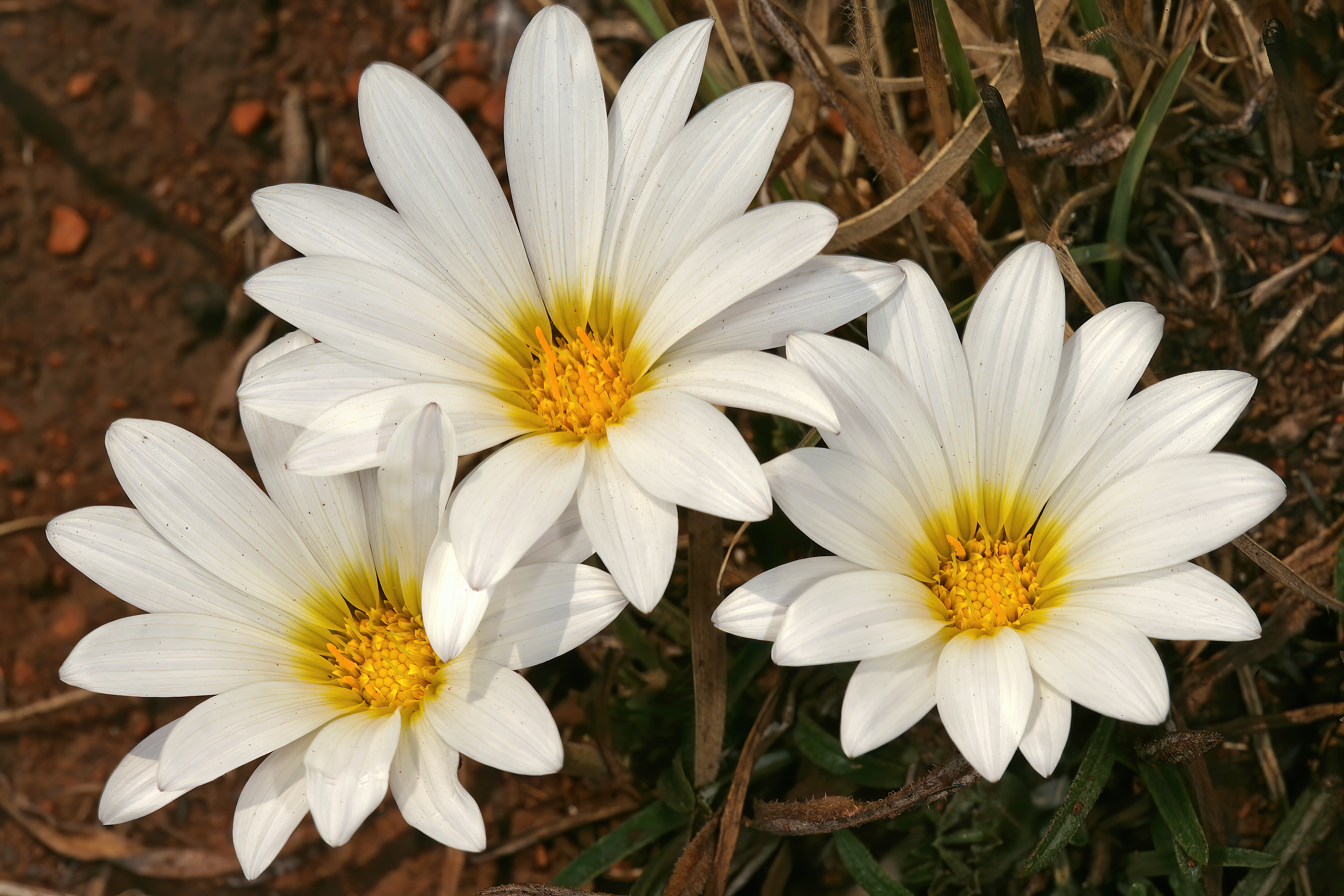 Gazania krebsiana