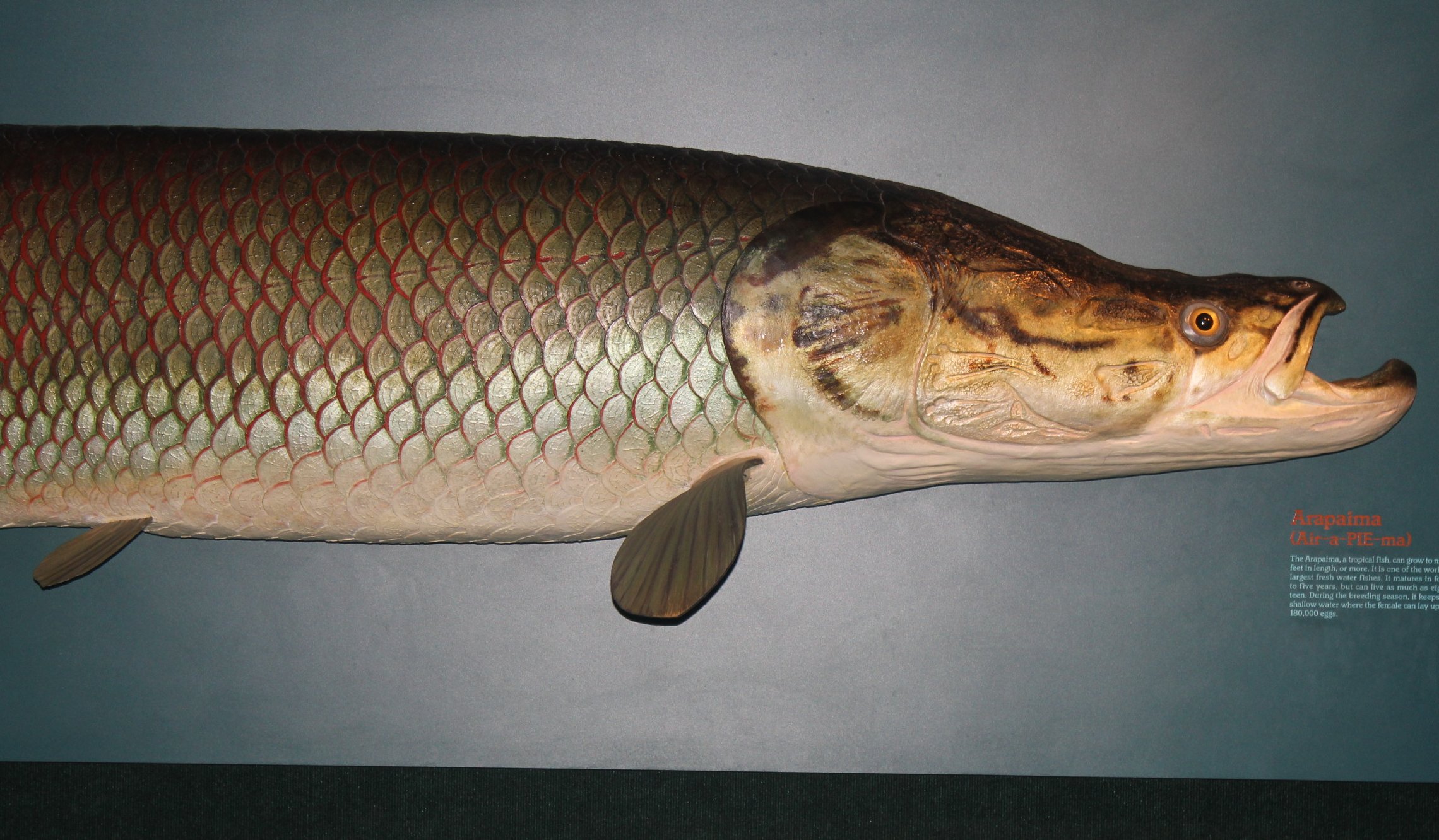 File:Gfp-arapaima.jpg - Wikimedia Commons