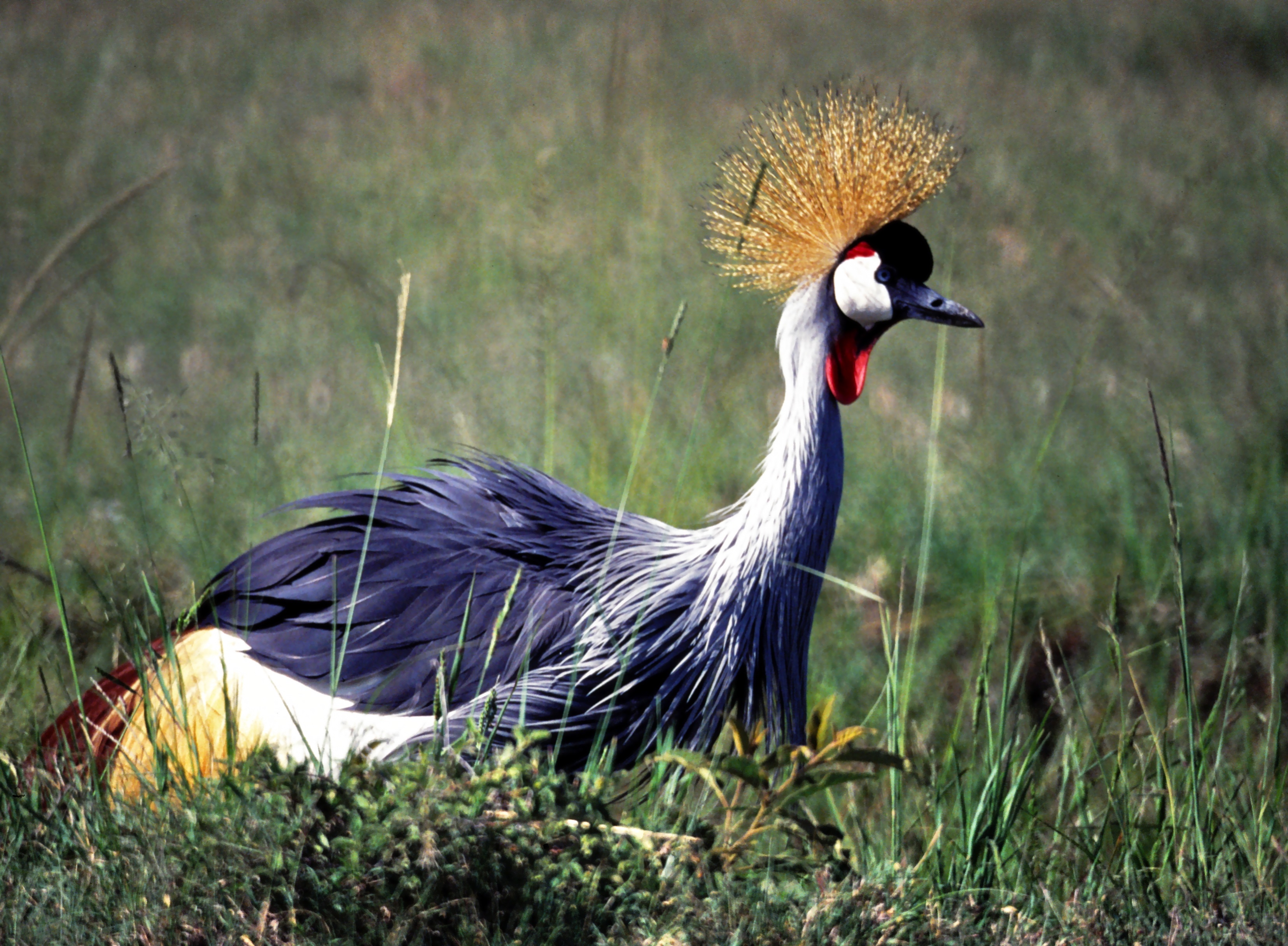 Grey Crowned Crane (Balearica regulorum) (8290734959).jpg