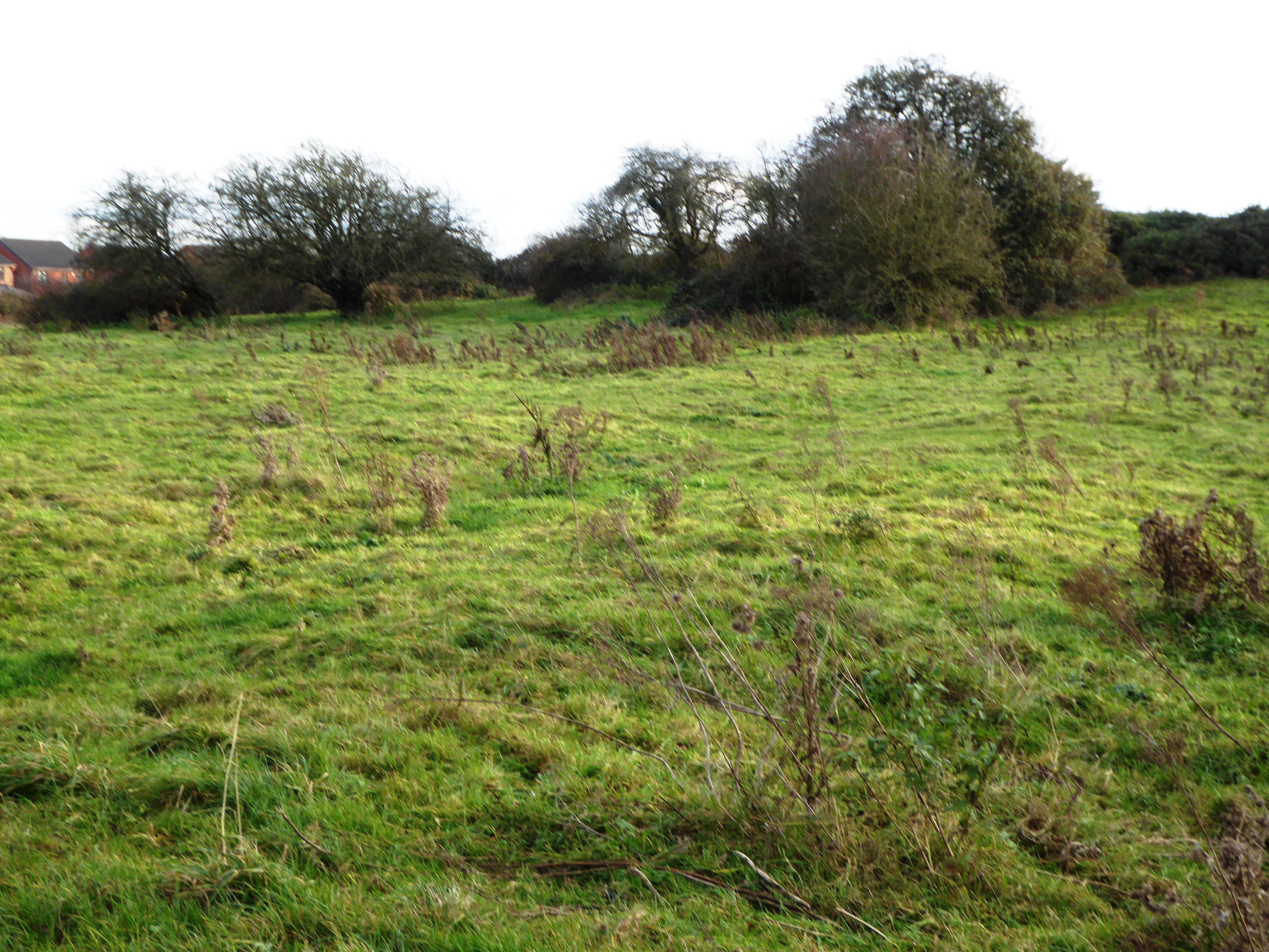 Halstead Road Centenary Pasture