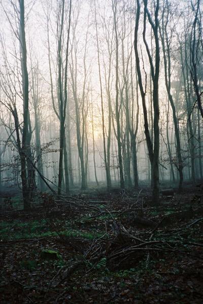 File:Heath Wood - geograph.org.uk - 89642.jpg